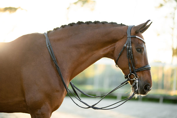 Understanding Leather Bloom: What It Is and How to Care for Your Leather Bridles