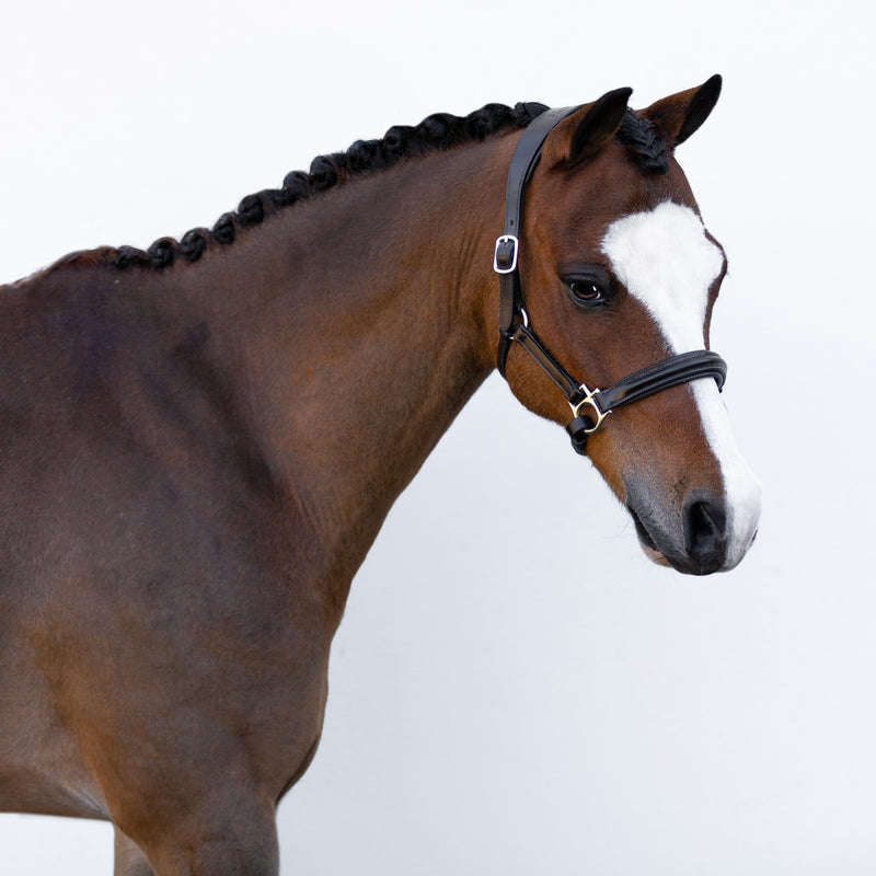 'Alize' leather halter (Lumi Pony)