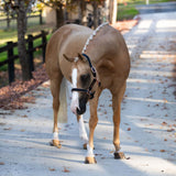 'Hollywood' leather halter (Lumi Pony)