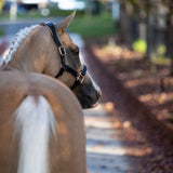 'Hollywood' leather halter (Lumi Pony)