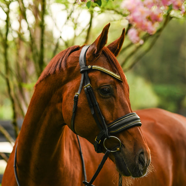 Delta bridle (cavesson)