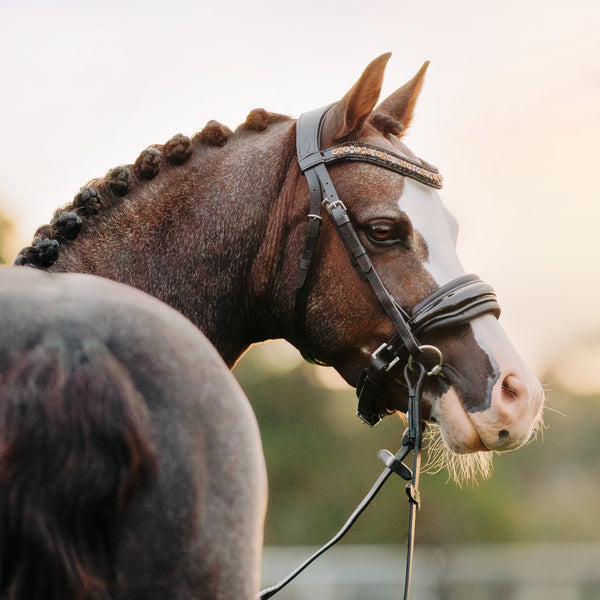 'Ariana' bridle (cavesson) (Lumi Pony)