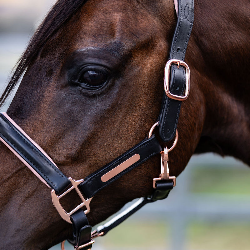 'Hollywood' leather halter (Lumi Pony)