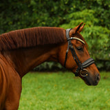 Delta bridle (cavesson)