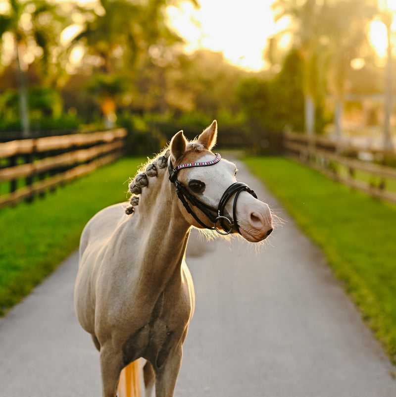 Unicorn bridle (Lumi Pony)