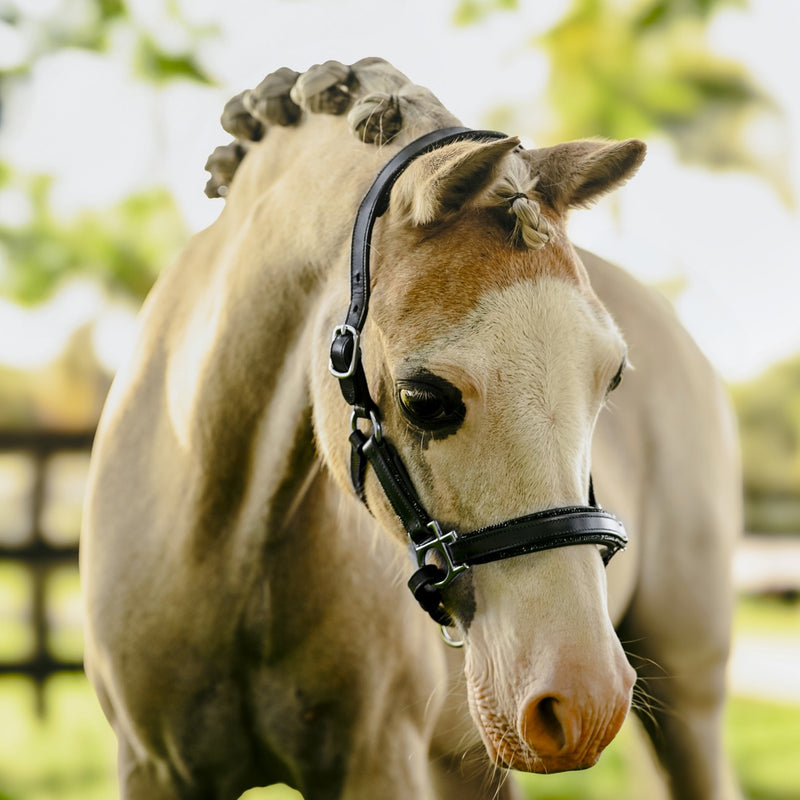 'Vegas' glitter leather halter (Lumi Pony)