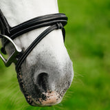 Rainbow bridle (convertible) (Lumi Pony)