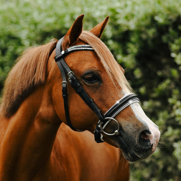 Princess bridle (Lumi Pony)